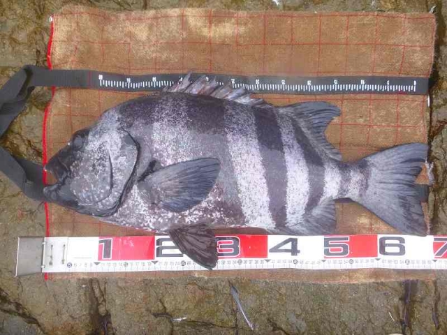 アトミックスライダー投オレンジ7号でデカバン70㎝オーバー石鯛2