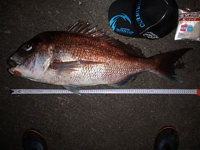 釣り マダイ&イナダ用セット 三保沖・船釣り イナダ好調、船中50匹超 マダイも活発、花添える【魚